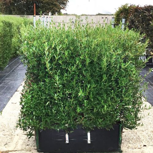 NEW Instant Hedge Phillyrea angustifolia Hedge Bag